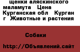 щенки аляскинского маламута › Цена ­ 10 000 - Курганская обл., Курган г. Животные и растения » Собаки   